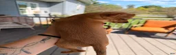 Chihuahua dogs for sale: Niko - Ad 3