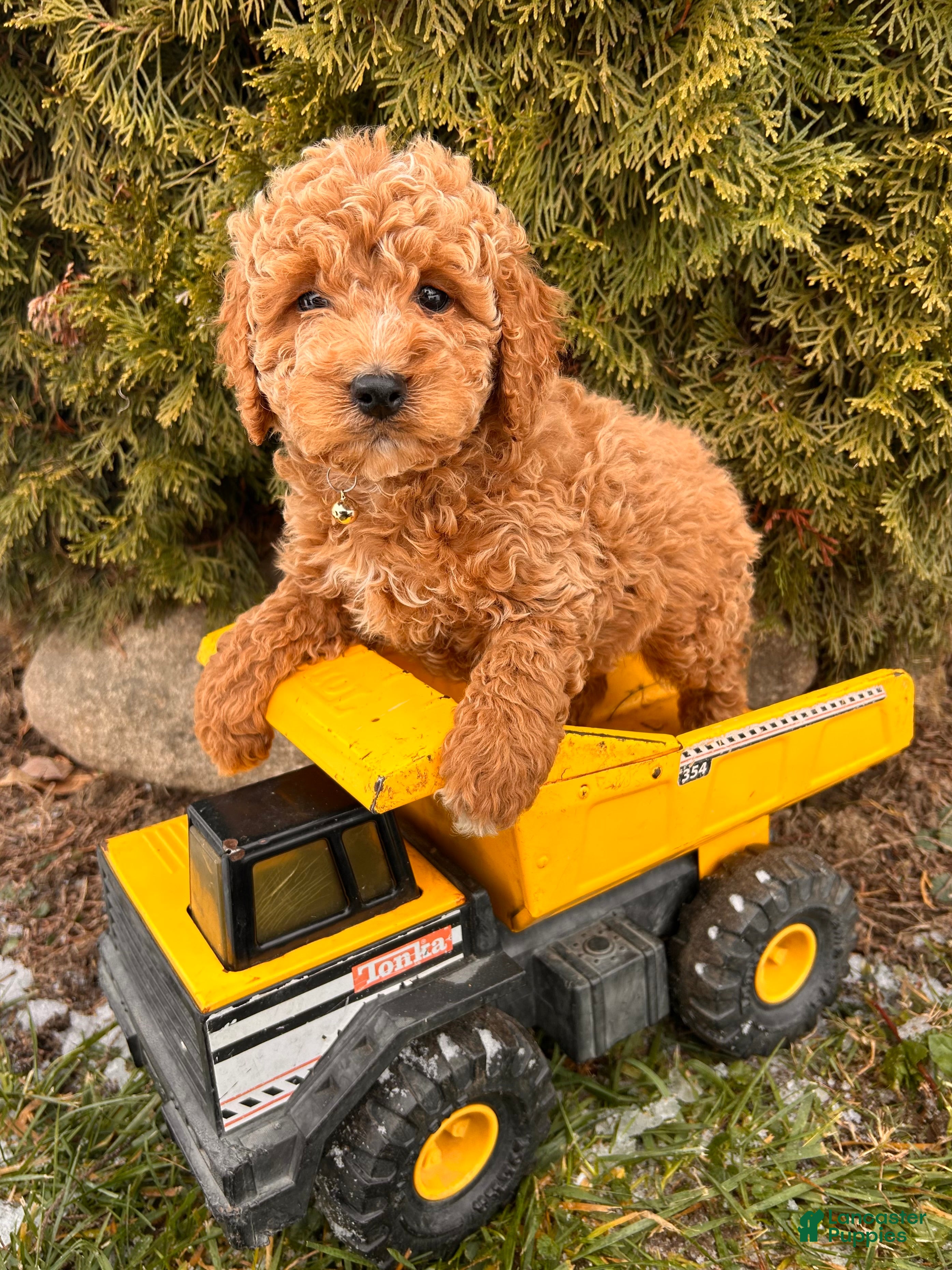 Cockapoo dogs Luis - Ad 7