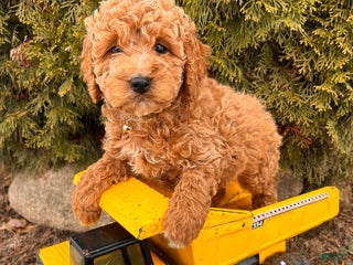 Cockapoo dogs Luis - Ad 23