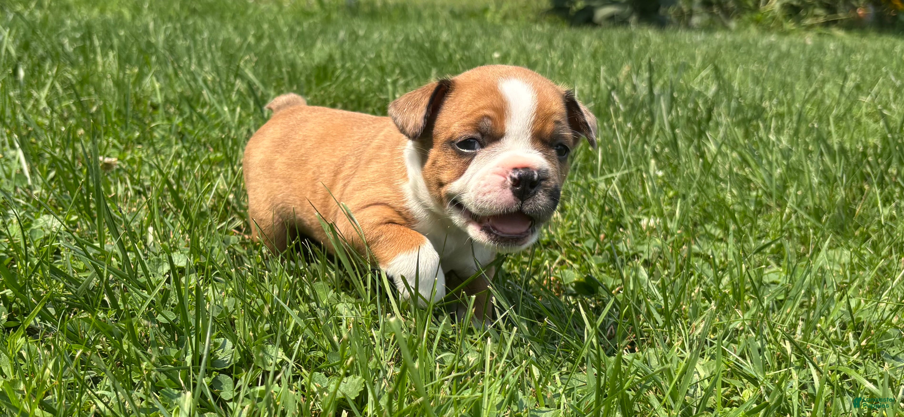 Frenchton dogs Reese - Ad 2