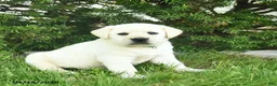 Labrador Retriever dogs for sale: Bart  - Ad 3
