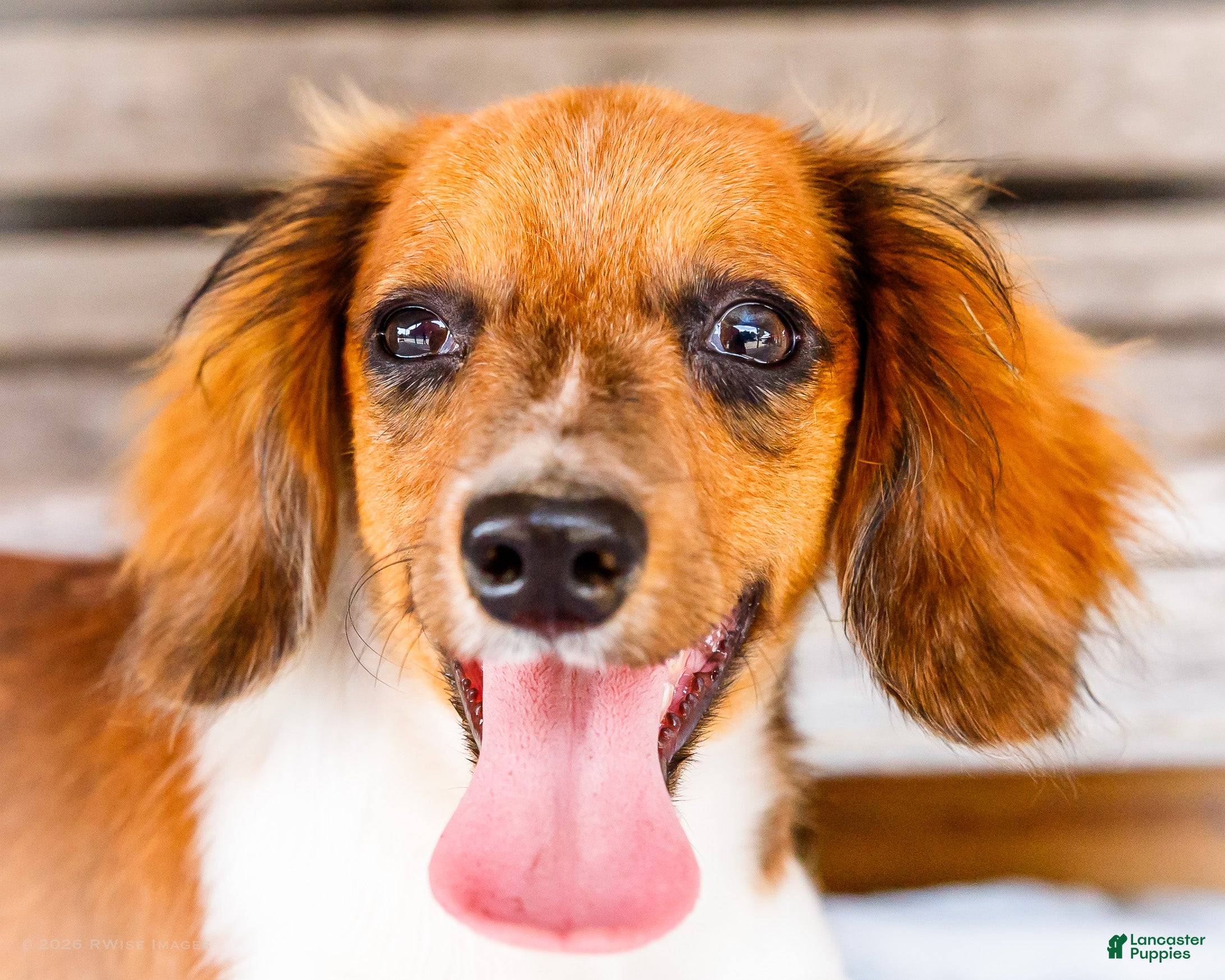 Miniature Dachshund dogs Brian - Ad 2