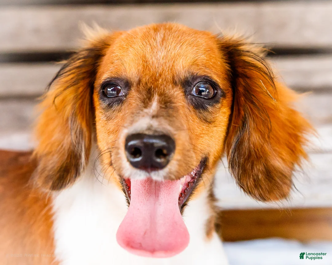 Miniature Dachshund dogs for sale: Brian - Ad 1