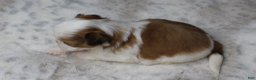 Shih Tzu dogs for sale: Bruno - Ad 5