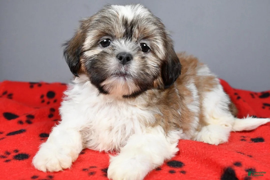 Shih Tzu dogs for sale: Kesha - Ad 2