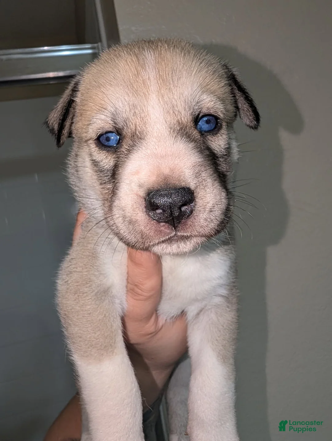 Pitsky dogs for sale: Mindey - Ad 2