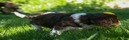 Cavalier King Charles Spaniel dogs for sale:  Arthur 🐶 - Ad 11