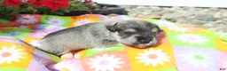 Miniature Schnauzer dogs for sale: landon - Ad 3