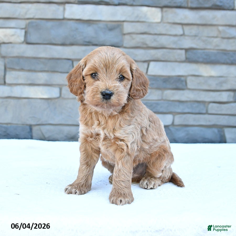 Cockapoo dogs Rocky - Ad 2