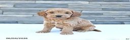 Cockapoo dogs for sale: Rocky - Ad 2
