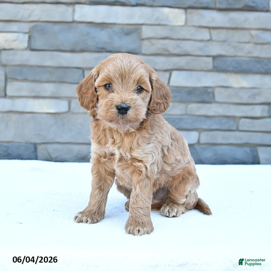 Cockapoo dogs for sale: Rocky - Ad 2