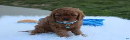 Cavapoo dogs for sale: Dexter  - Ad 9