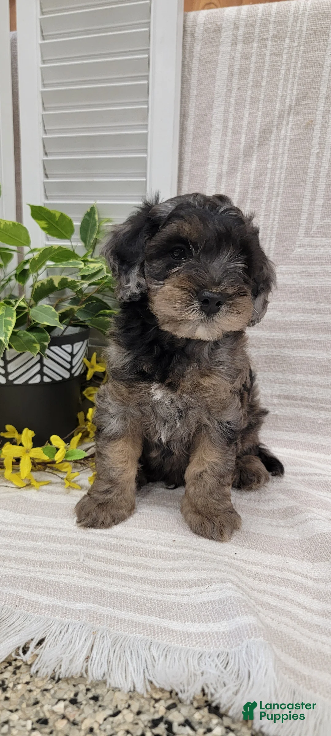 Cockapoo dogs for sale: Moon - Ad 1