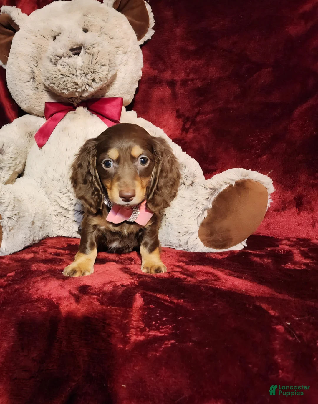 Miniature Dachshund dogs for sale: KISSES - Ad 1