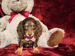 Miniature Dachshund dogs KISSES - Ad 12