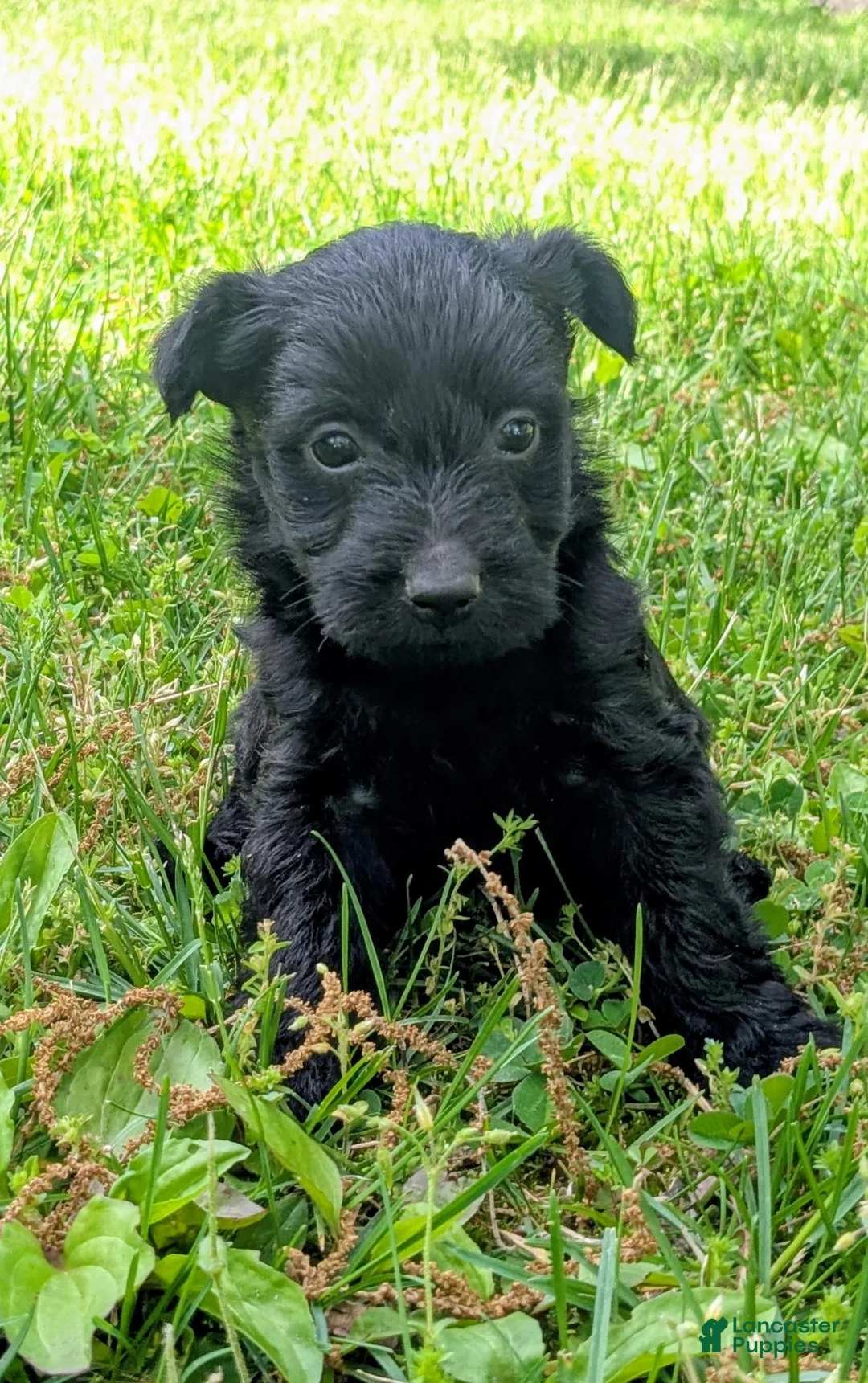 Mixed Breed dogs for sale: Nova - Ad 2