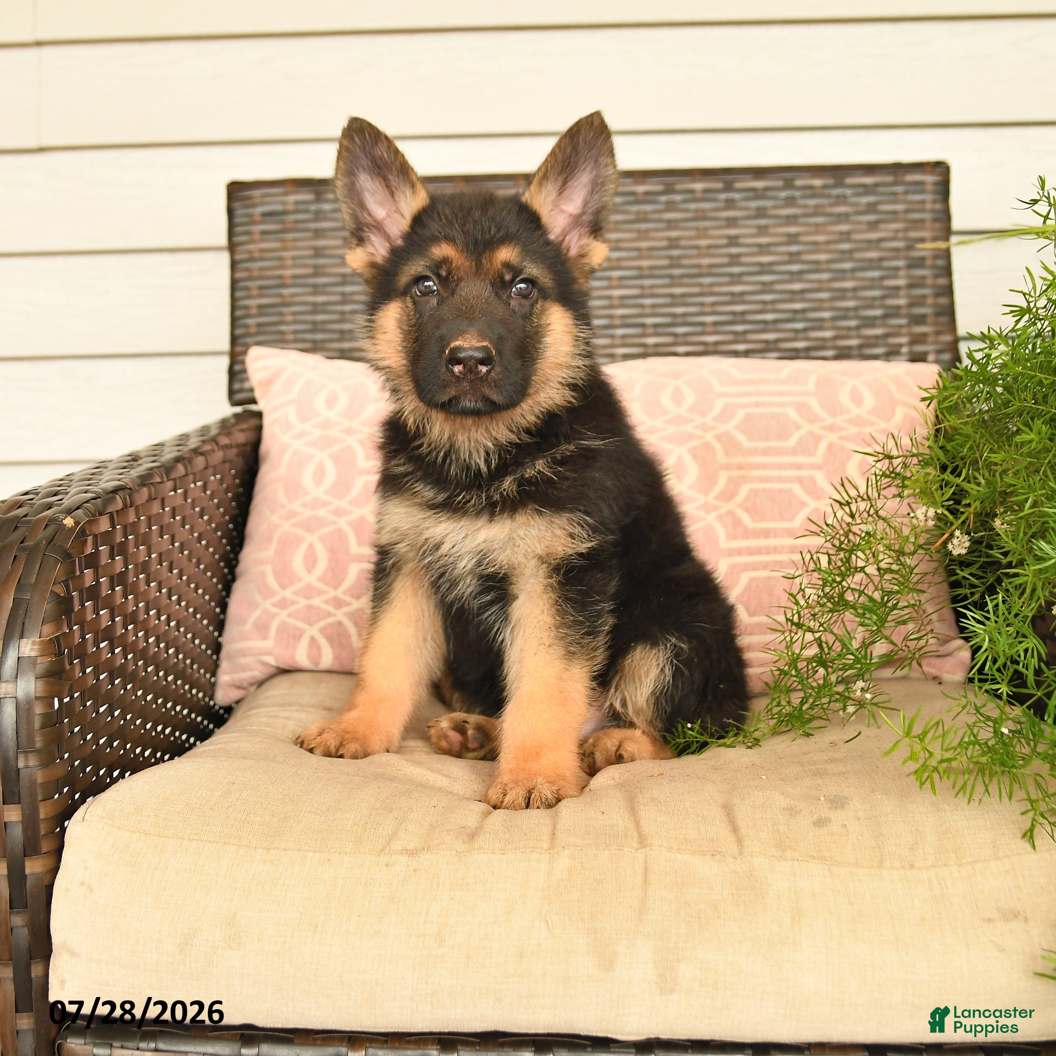 German Shepherd dogs Seth - Ad 1