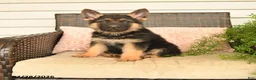 German Shepherd dogs for sale: Seth - Ad 1