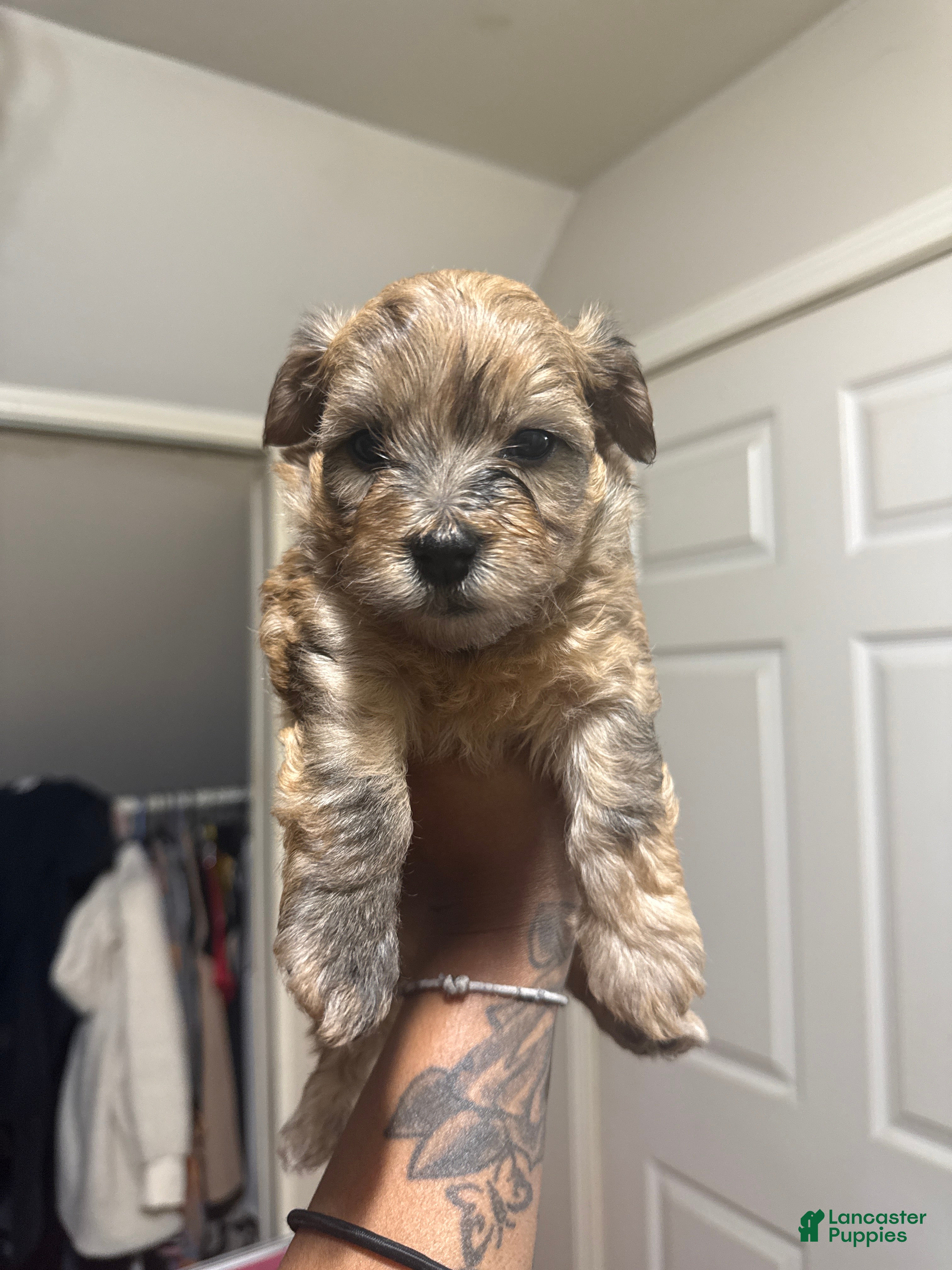 Mixed Breed dogs Reese - Ad 35
