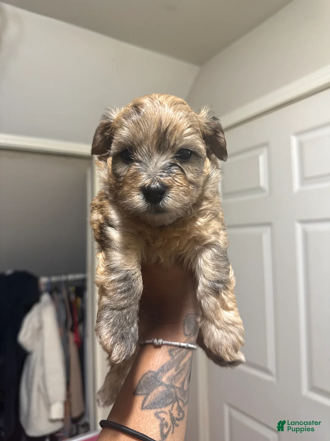 Mixed Breed dogs for sale: Reese - Ad 1