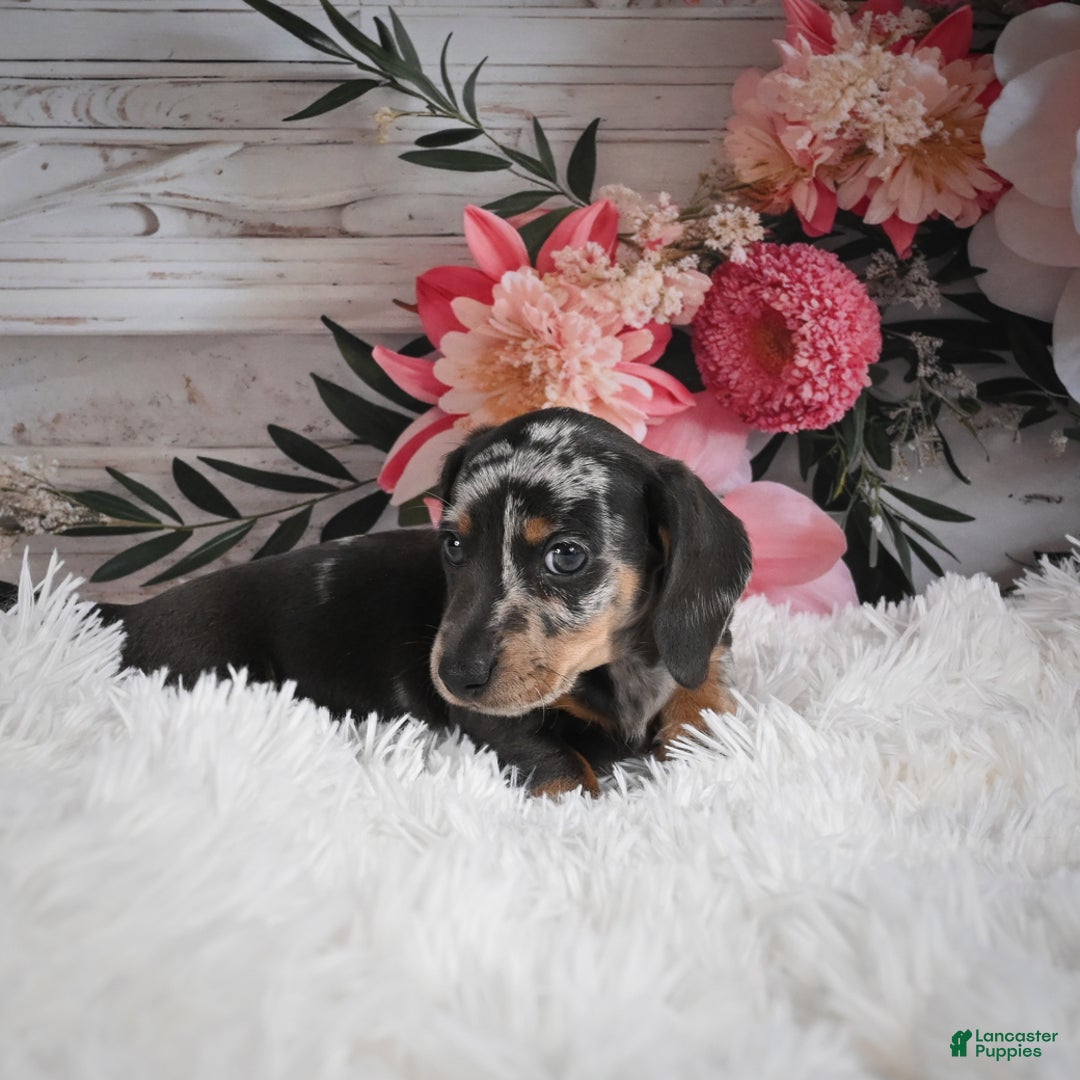 Miniature Dachshund dogs for sale: Phoenix-AKC - Ad 8