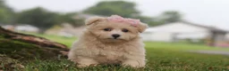 Maltipoo dogs for sale: Nora - Ad 3