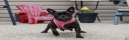 French Bulldog dogs for sale: Felix - Ad 7