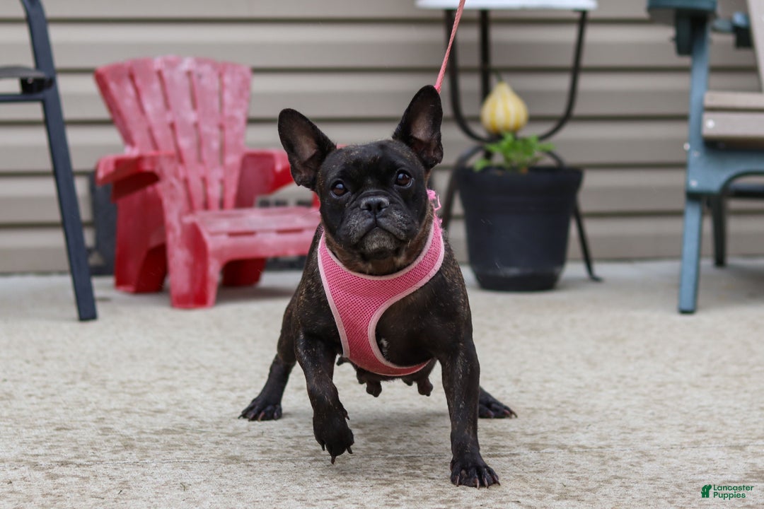 French Bulldog dogs for sale: Felix - Ad 7