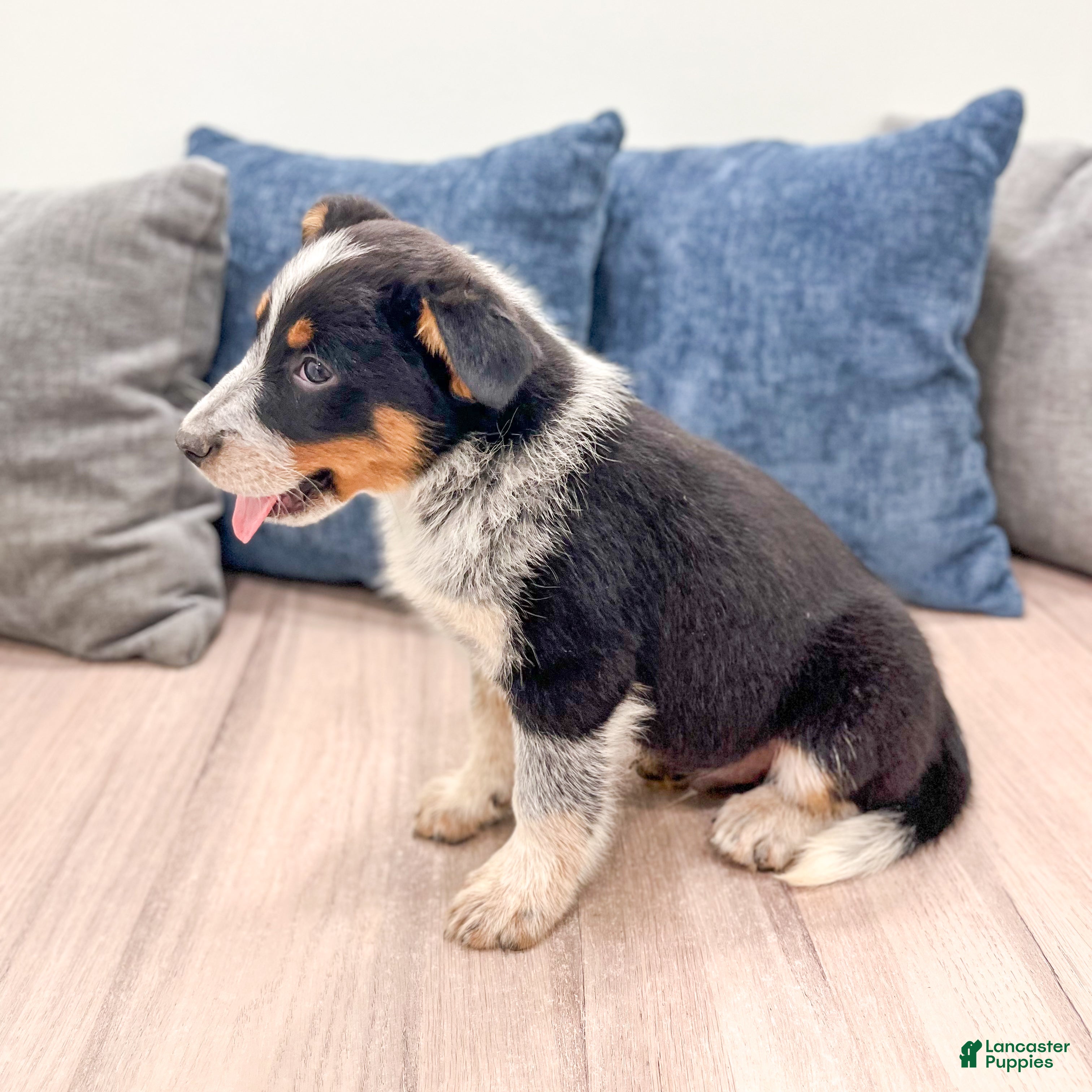 Australian Cattle Dog dogs for sale: Rocky - Ad 3