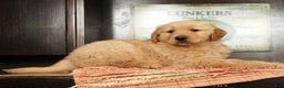 Golden Retriever dogs for sale: Floyd - Ad 4
