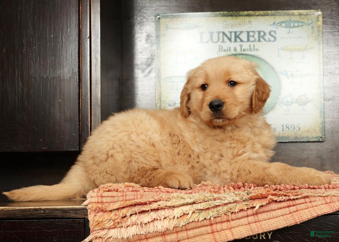 Golden Retriever dogs for sale: Floyd - Ad 4