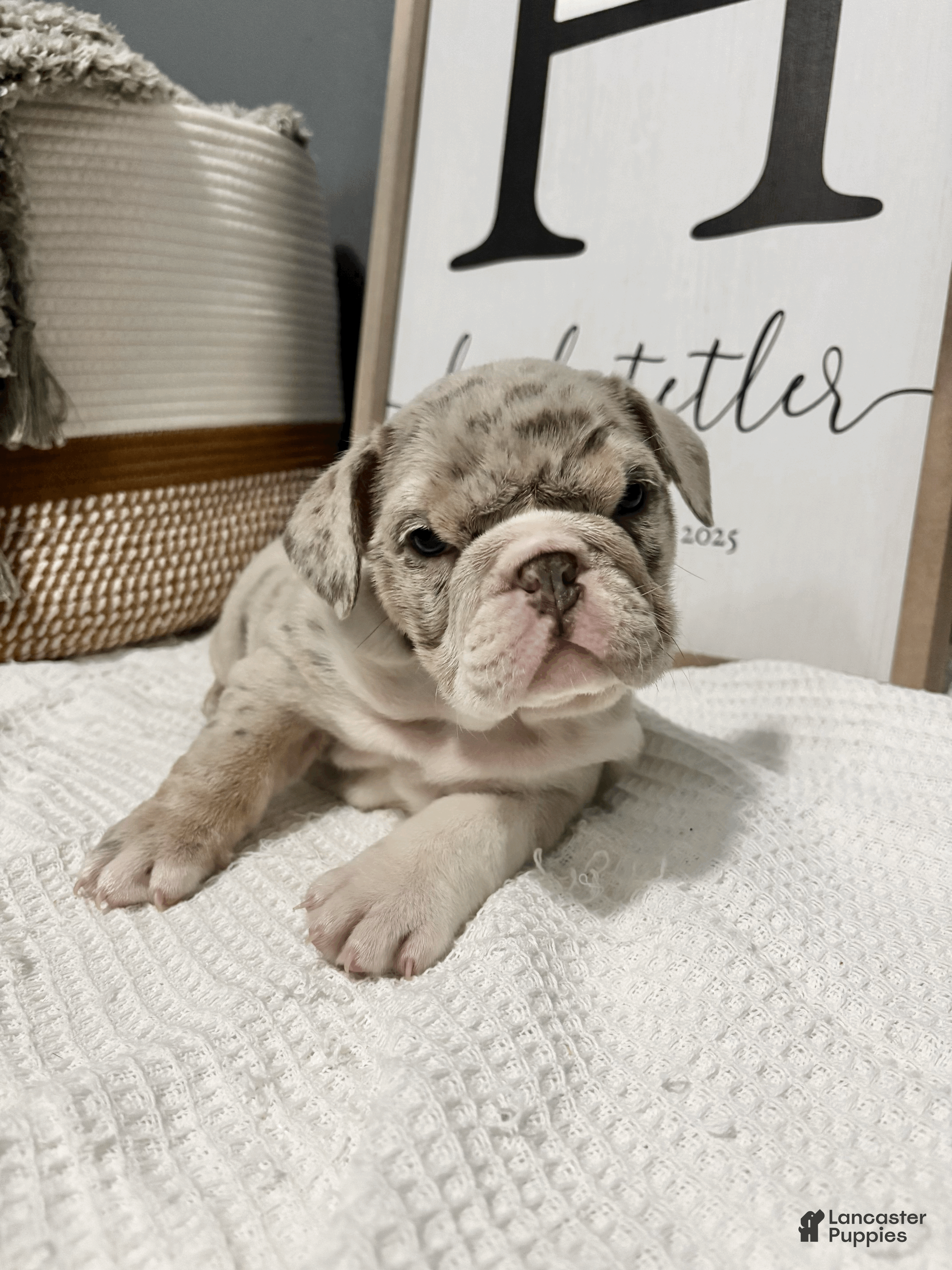 Mixed Breed dogs Winter - Ad 2