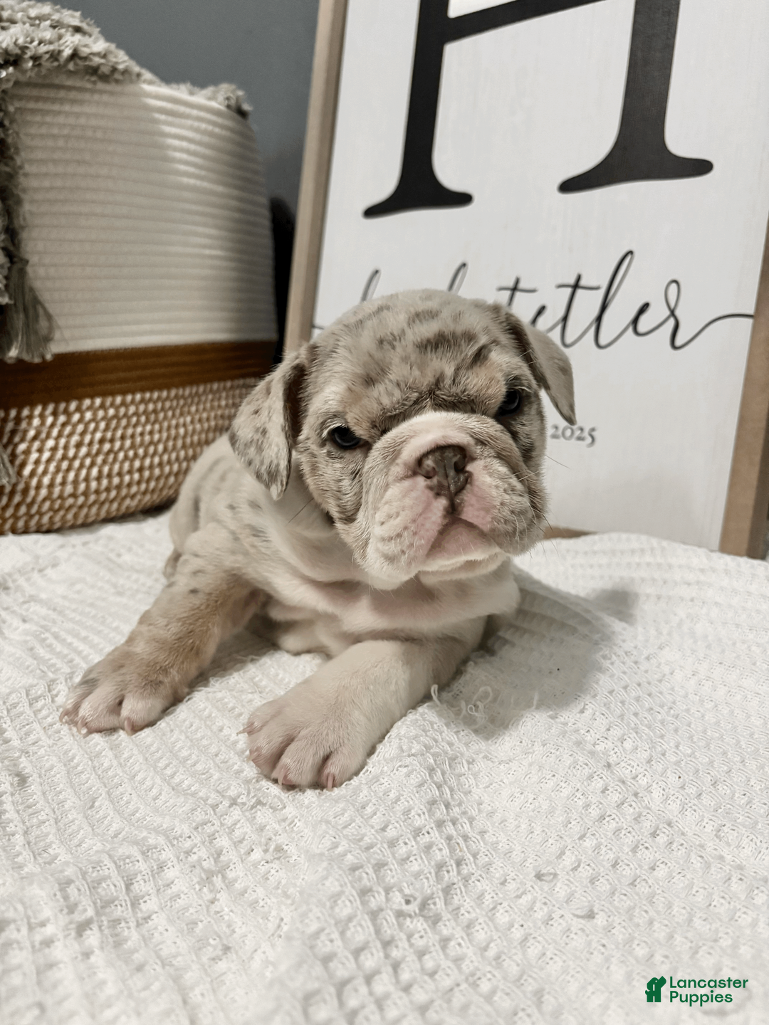 Mixed Breed dogs for sale: Winter - Ad 2