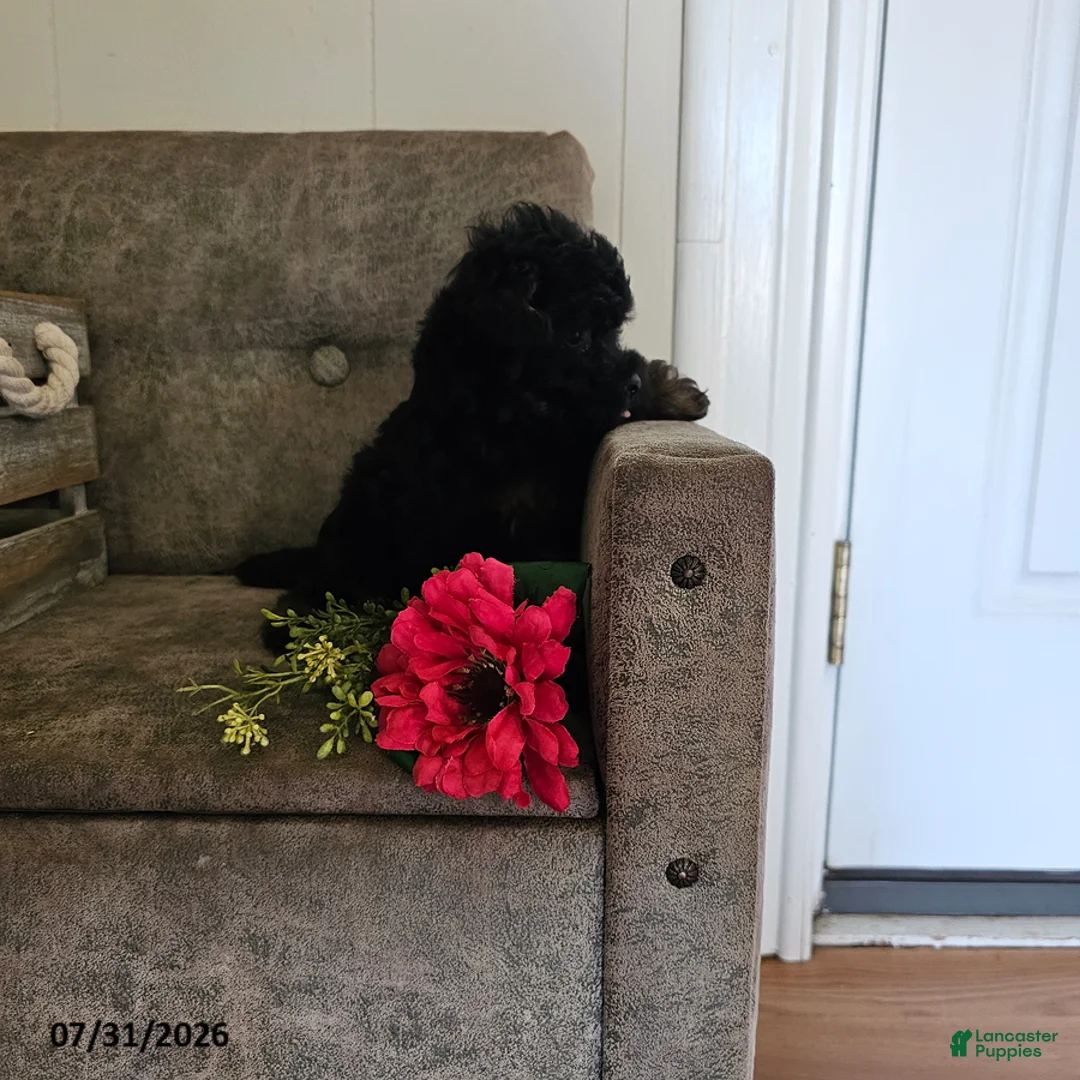 Miniature Poodle dogs for sale: Olivia - Ad 2