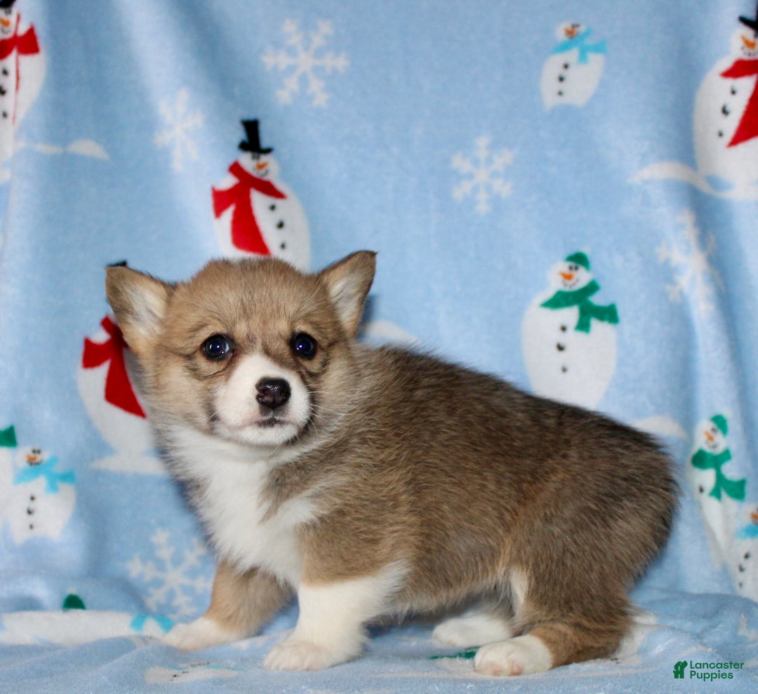 Welsh Corgi Pembroke dogs for sale: Macy - Ad 5