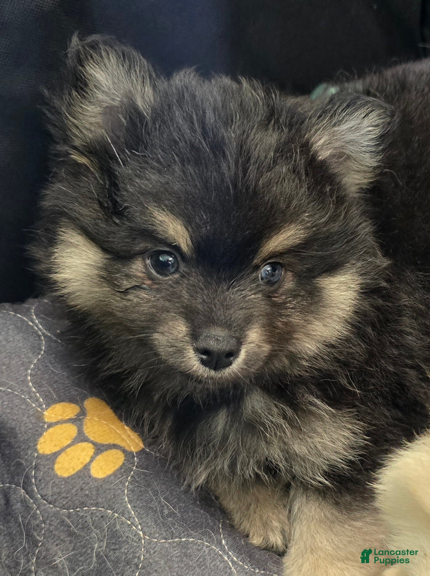 Pomsky dogs Black boy - Ad 2