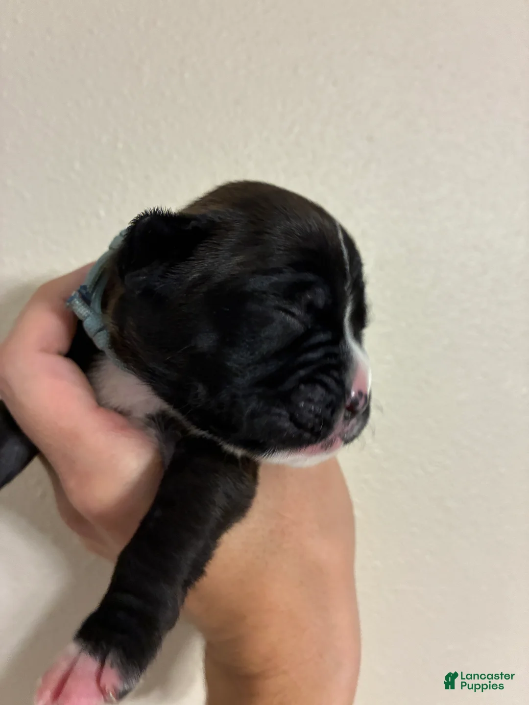 Boxer dogs for sale: Light Blue Collar - Ad 2