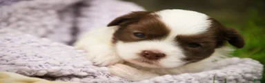 Eloise Havanese 