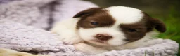 Havanese dogs for sale: Eloise Havanese  - Ad 1