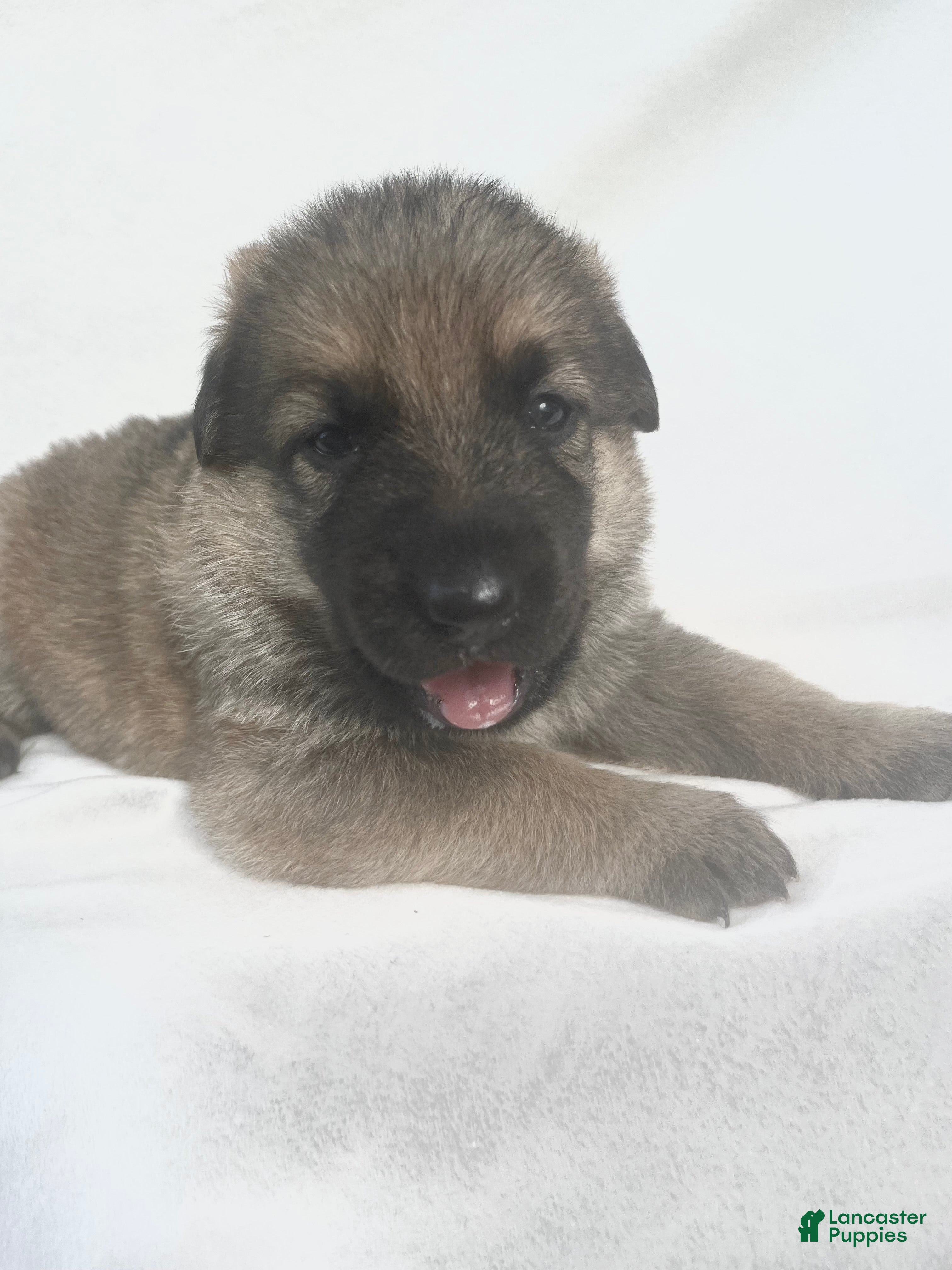 German Shepherd dogs Daisy - Ad 2