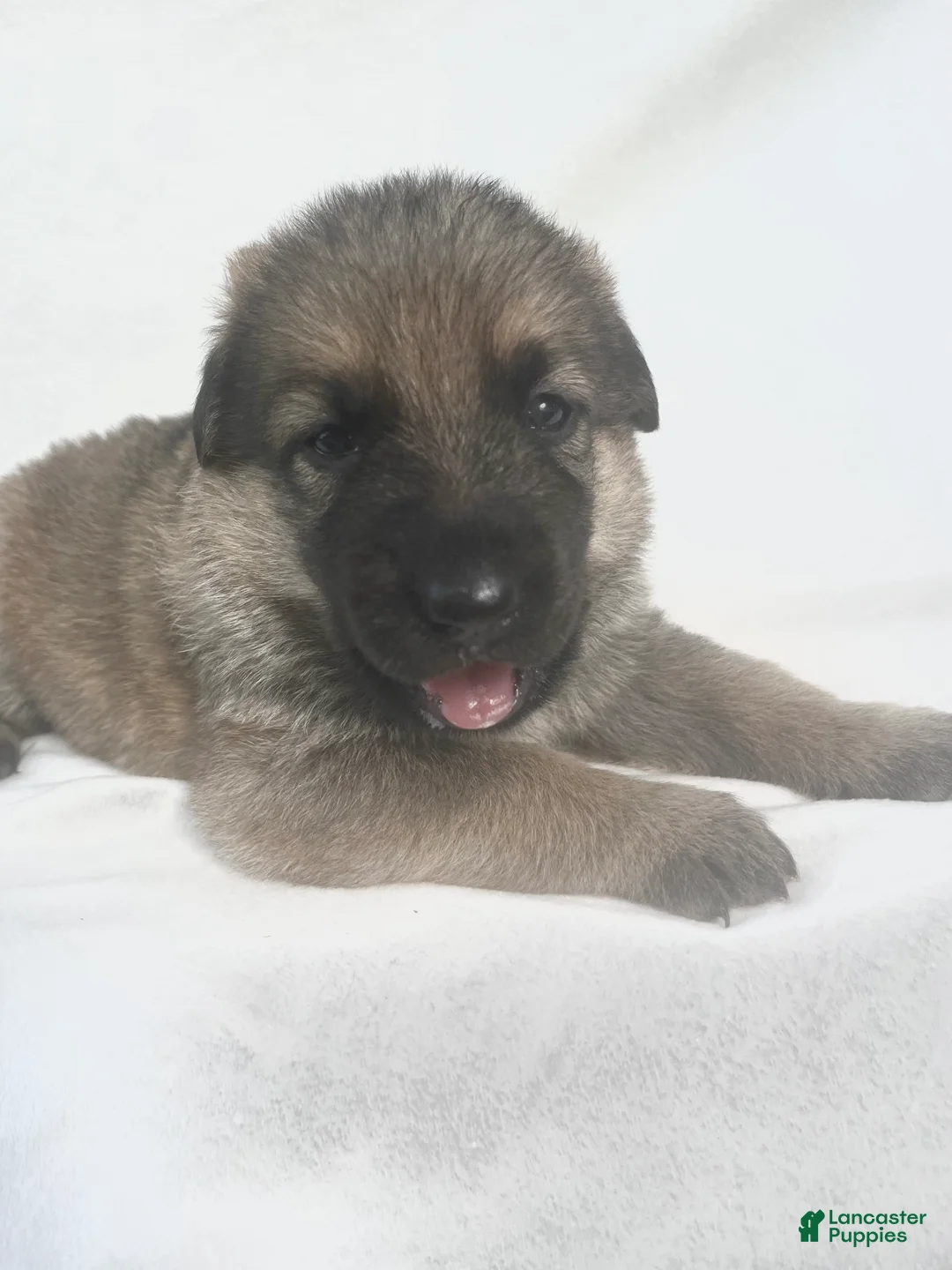 German Shepherd dogs for sale: Daisy - Ad 2