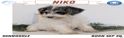 Mixed Breed dogs for sale: Niko - Ad 1