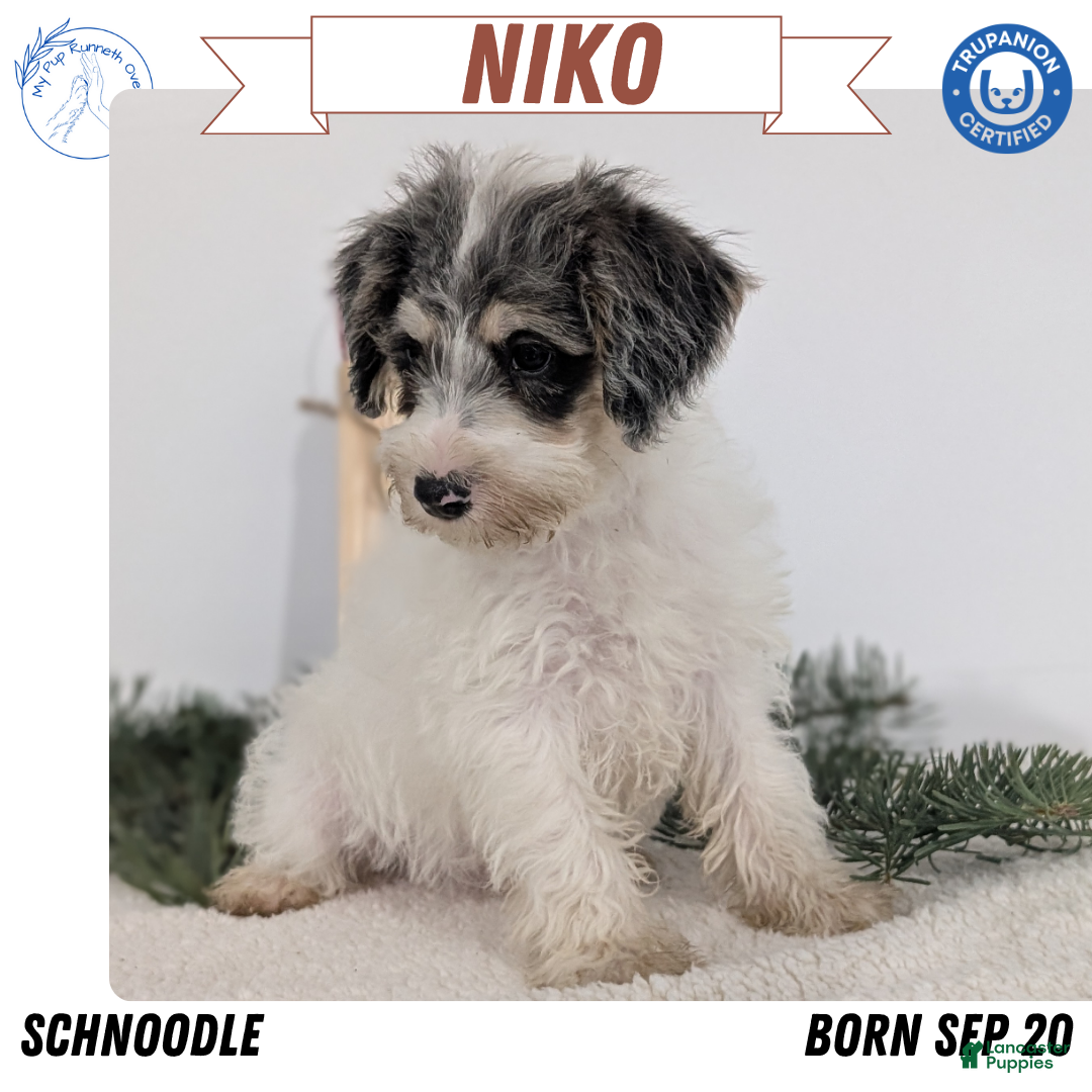 Mixed Breed dogs for sale: Niko - Ad 1