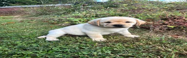 Labrador Retriever 3