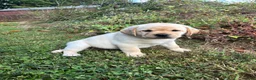 Labrador Retriever dogs for sale: Labrador Retriever 3 - Ad 1