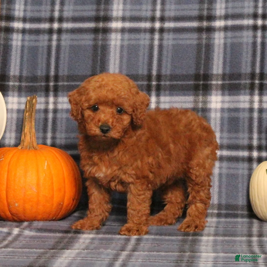 Miniature Poodle dogs for sale: Haven - Ad 1