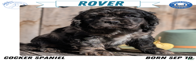 Rover