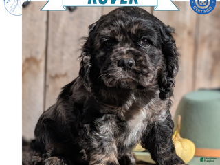 Cocker Spaniel dogs - Ad 14