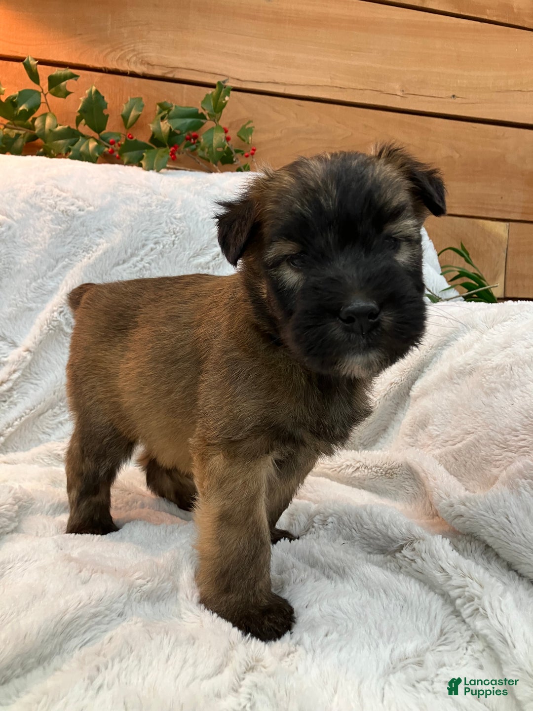Soft Coated Wheaten Terrier dogs for sale: Soft Coated Wheaten Terrier Puppy 1 - Ad 3