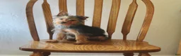 Yorkshire Terrier dogs for sale: Pluto - Ad 4